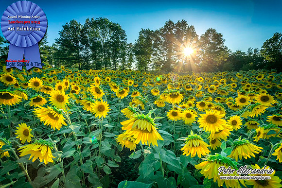 Landscape 2015 Sunflower
