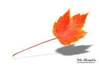 Fall Leaves foliage colors