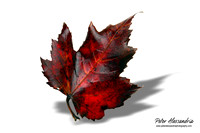 Fall Leaves foliage colors