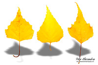 Fall Leaves foliage colors