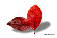 Fall Leaves foliage colors