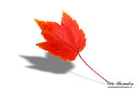 Fall Leaves foliage colors