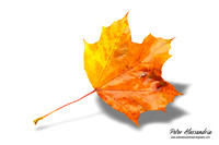 Fall Leaves foliage colors
