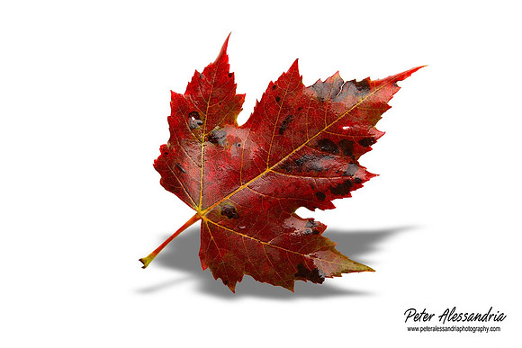 Fall Leaves foliage colors