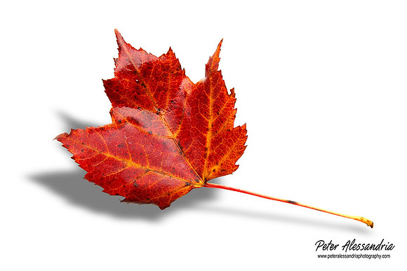 Fall Leaves foliage colors