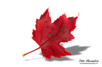 Fall Leaves foliage colors