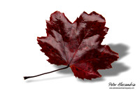 Fall Leaves foliage colors