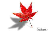 Fall Leaves foliage colors