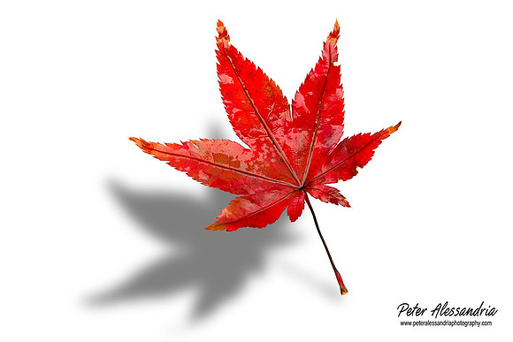 Fall Leaves foliage colors
