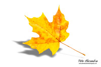 Fall Leaves foliage colors