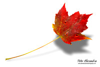 Fall Leaves foliage colors