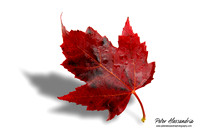Fall Leaves foliage colors