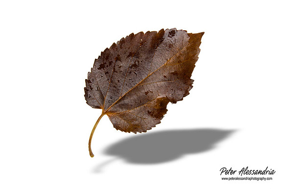 Fall Leaves foliage colors