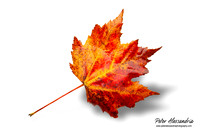 Fall Leaves foliage colors