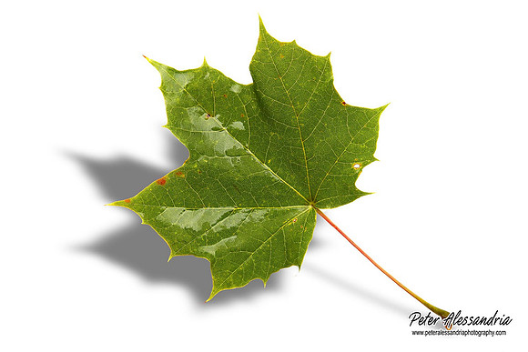 Fall Leaves foliage colors