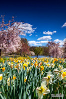 Cherry Blossoms