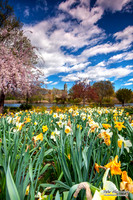 Cherry Blossoms