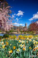 Cherry Blossoms