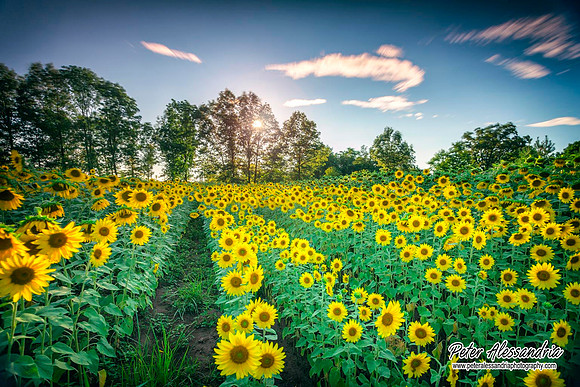 sunflower