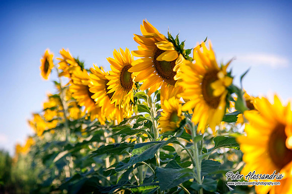 sunflower
