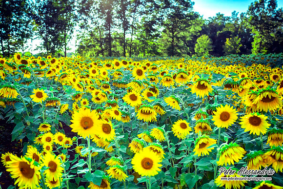 sunflower