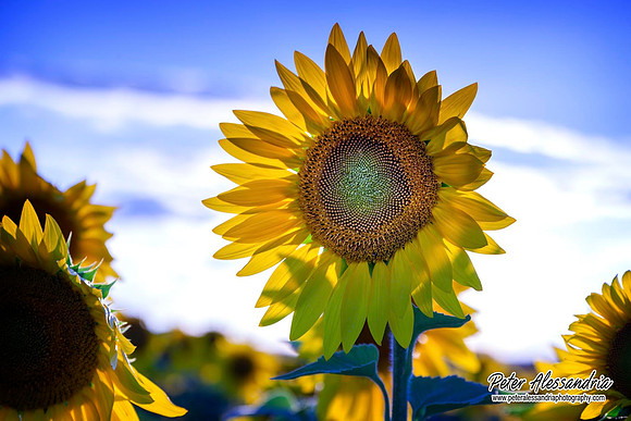 sunflower