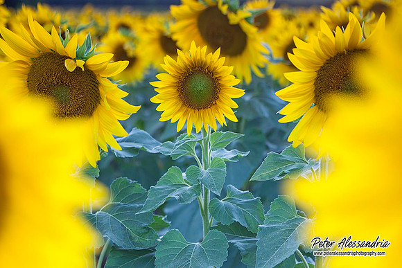 sunflower