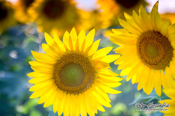 sunflower