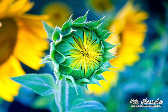sunflower