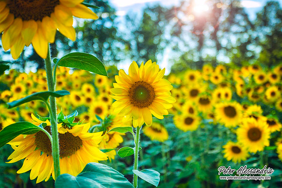 sunflower