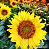 Sunflower photos Newton new jersey