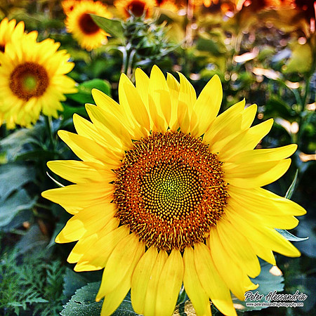 Sunflower photos Newton new jersey