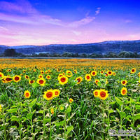 Sunflower photos Newton new jersey