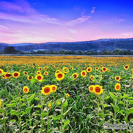 Sunflower photos Newton new jersey