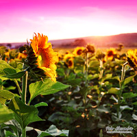 Sunflower photos Newton new jersey