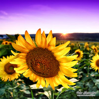 Sunflower photos Newton new jersey