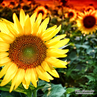 Sunflower photos Newton new jersey