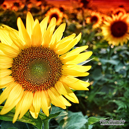 Sunflower photos Newton new jersey
