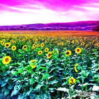 Sunflower photos Newton new jersey