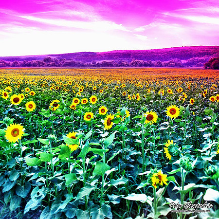 Sunflower photos Newton new jersey