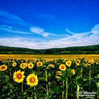 Sunflower photos Newton new jersey