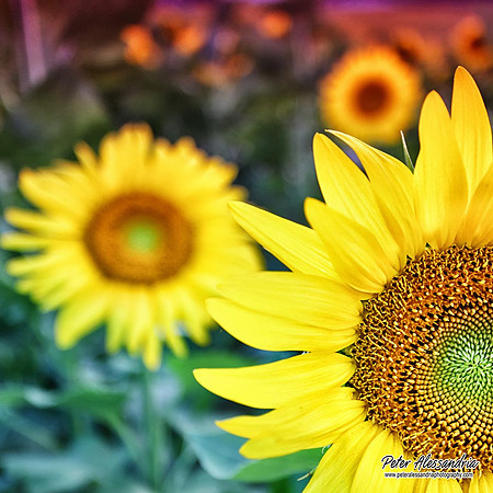 Sunflower photos Newton new jersey