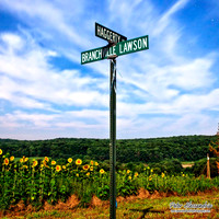 Sunflower photos Newton new jersey