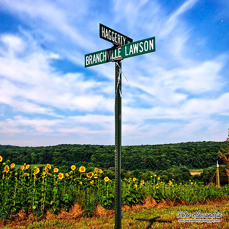 Sunflower photos Newton new jersey