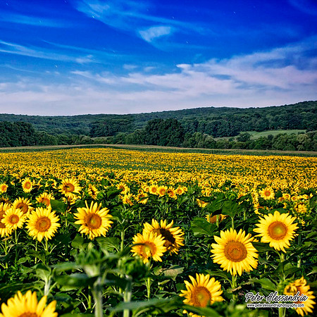 Sunflower photos Newton new jersey