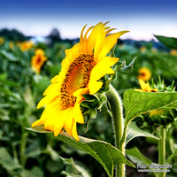 Sunflower photos Newton new jersey