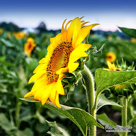Sunflower photos Newton new jersey
