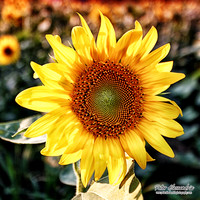 Sunflower photos Newton new jersey