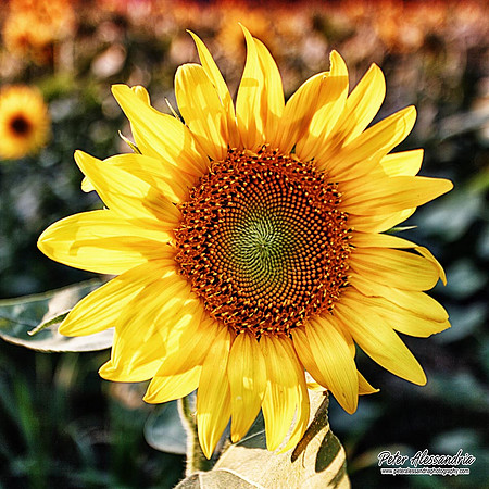 Sunflower photos Newton new jersey