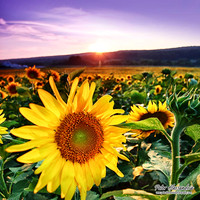 Sunflower photos Newton new jersey